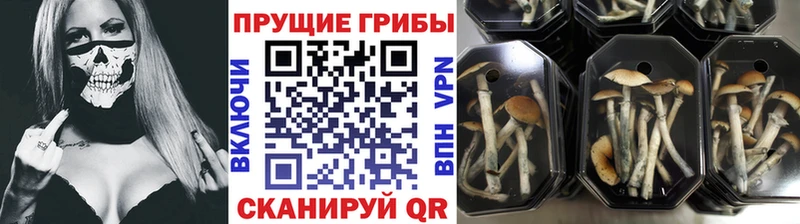 Псилоцибиновые грибы Psilocybine cubensis  Грязовец 